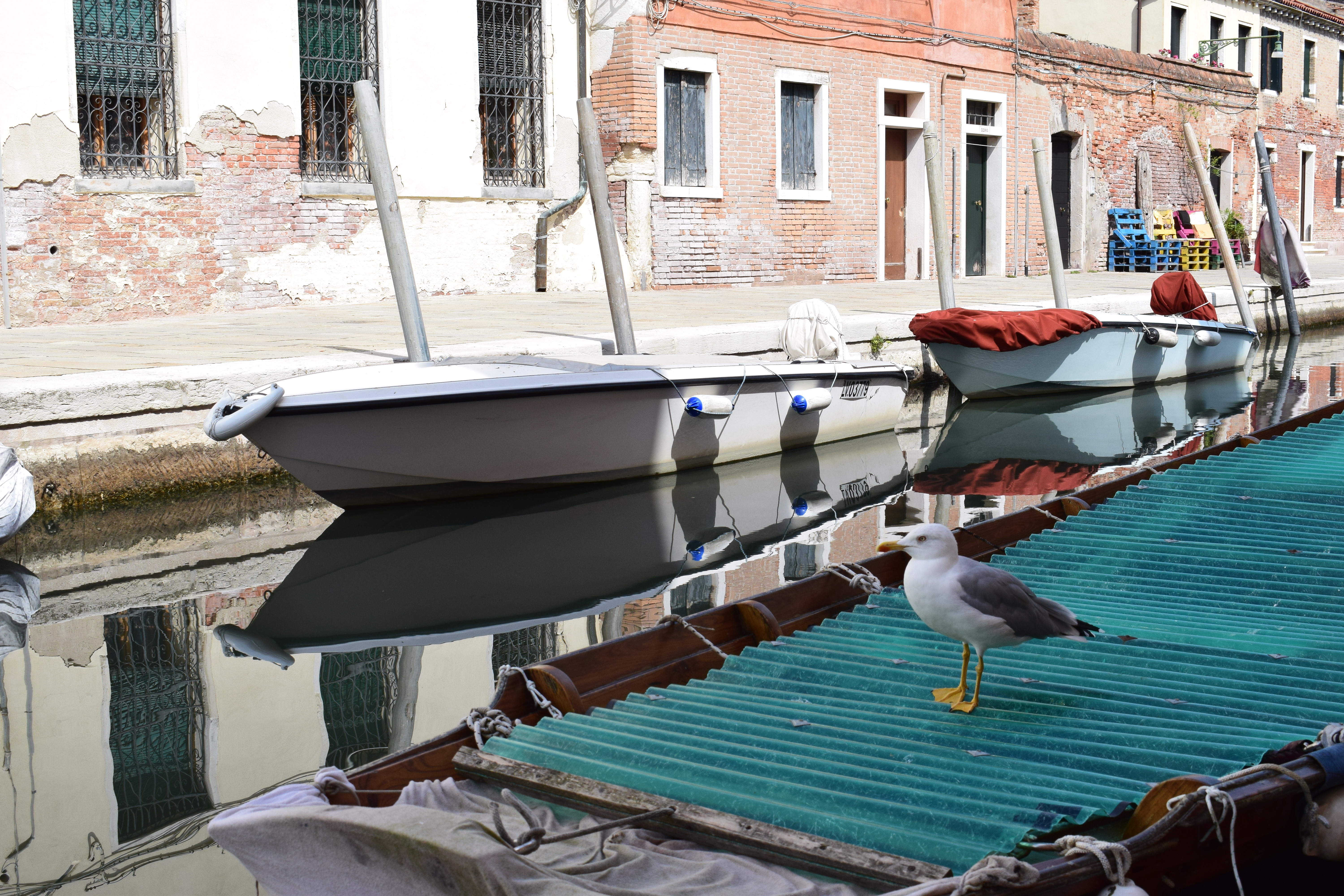 ベネチア運河と船とカモメの写真