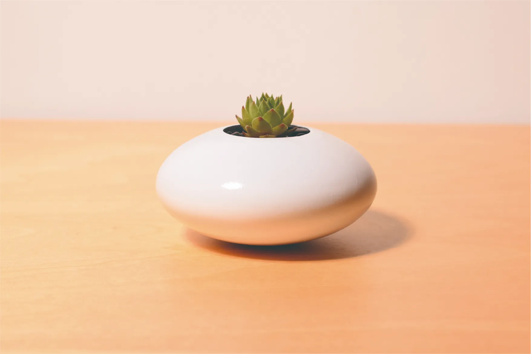 多肉植物が植えられた丸い白い鉢