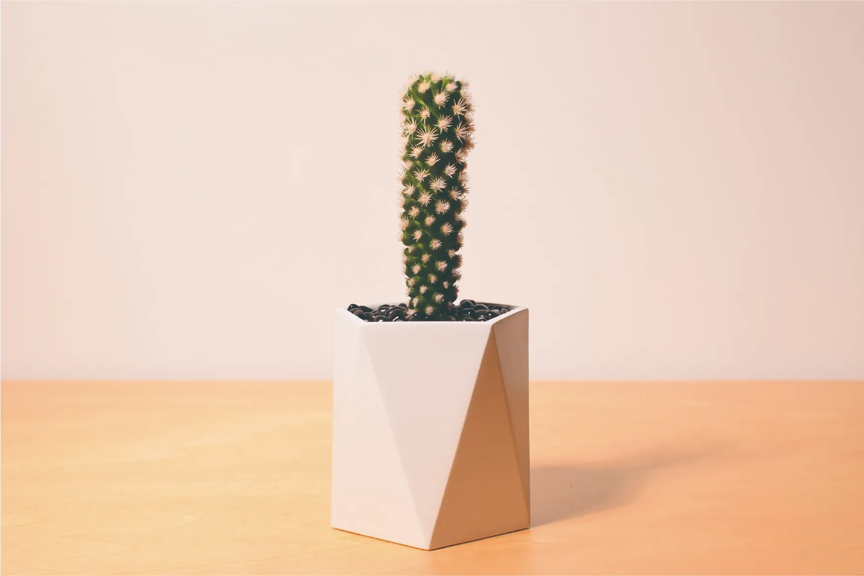 多肉植物が植えられた白い鉢