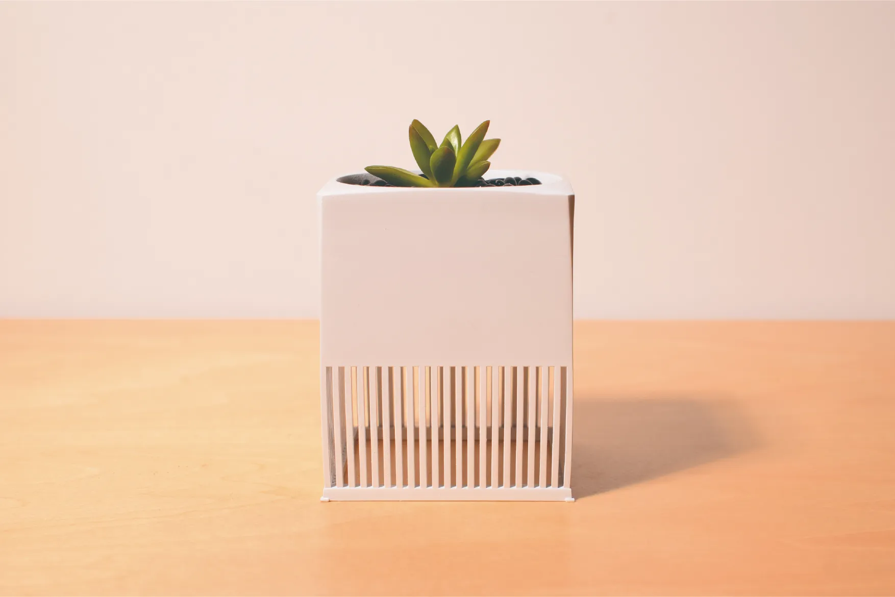 多肉植物が植えられた白い鉢