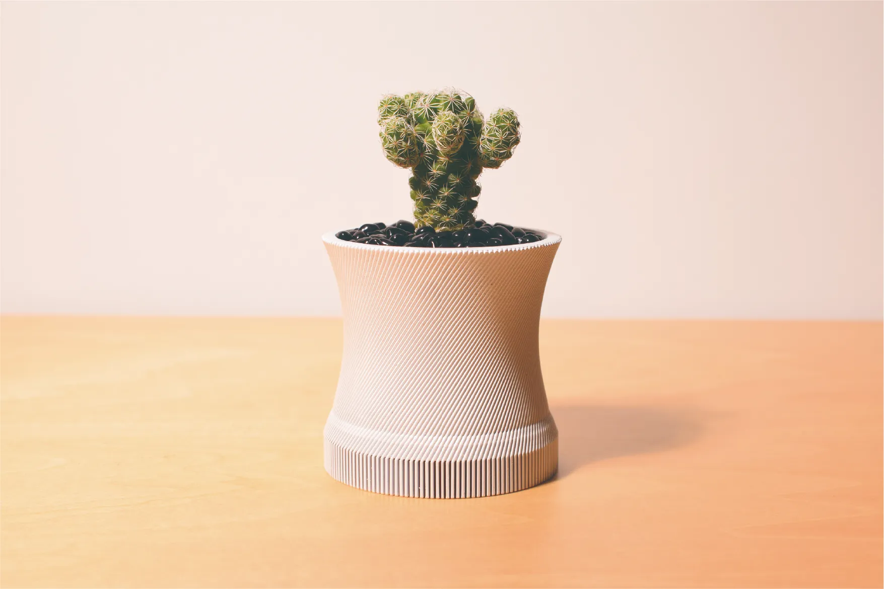 多肉植物が植えられた白い鉢