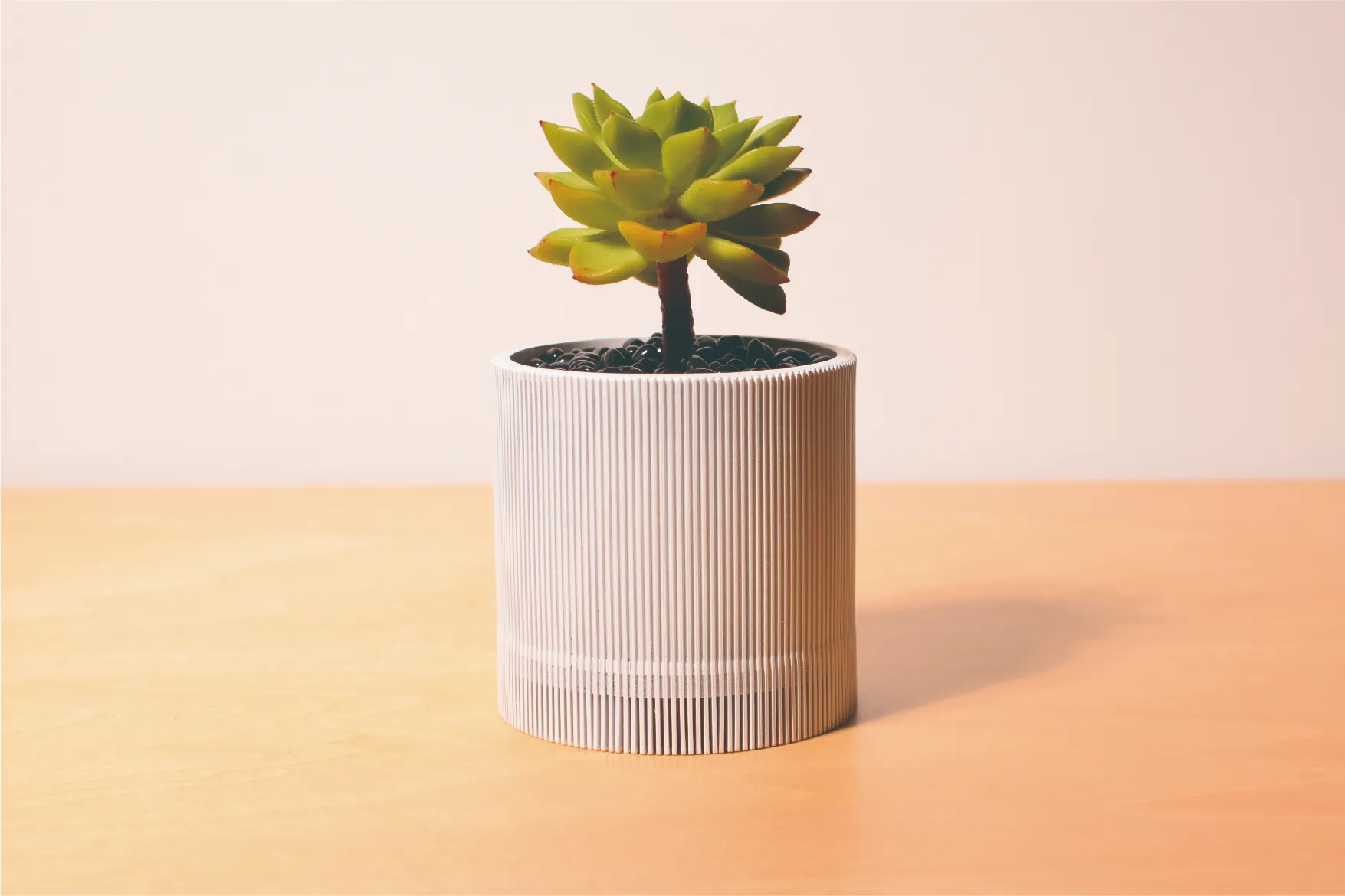 多肉植物が植えられた白い鉢